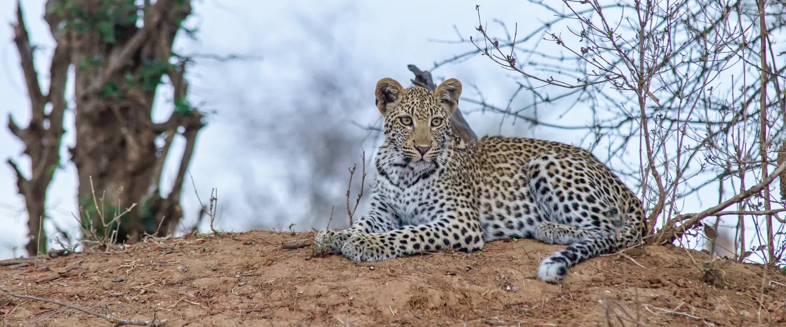 Wildlife Safari in Jawai